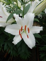 [5281 Ice Dancer No02.JPG]